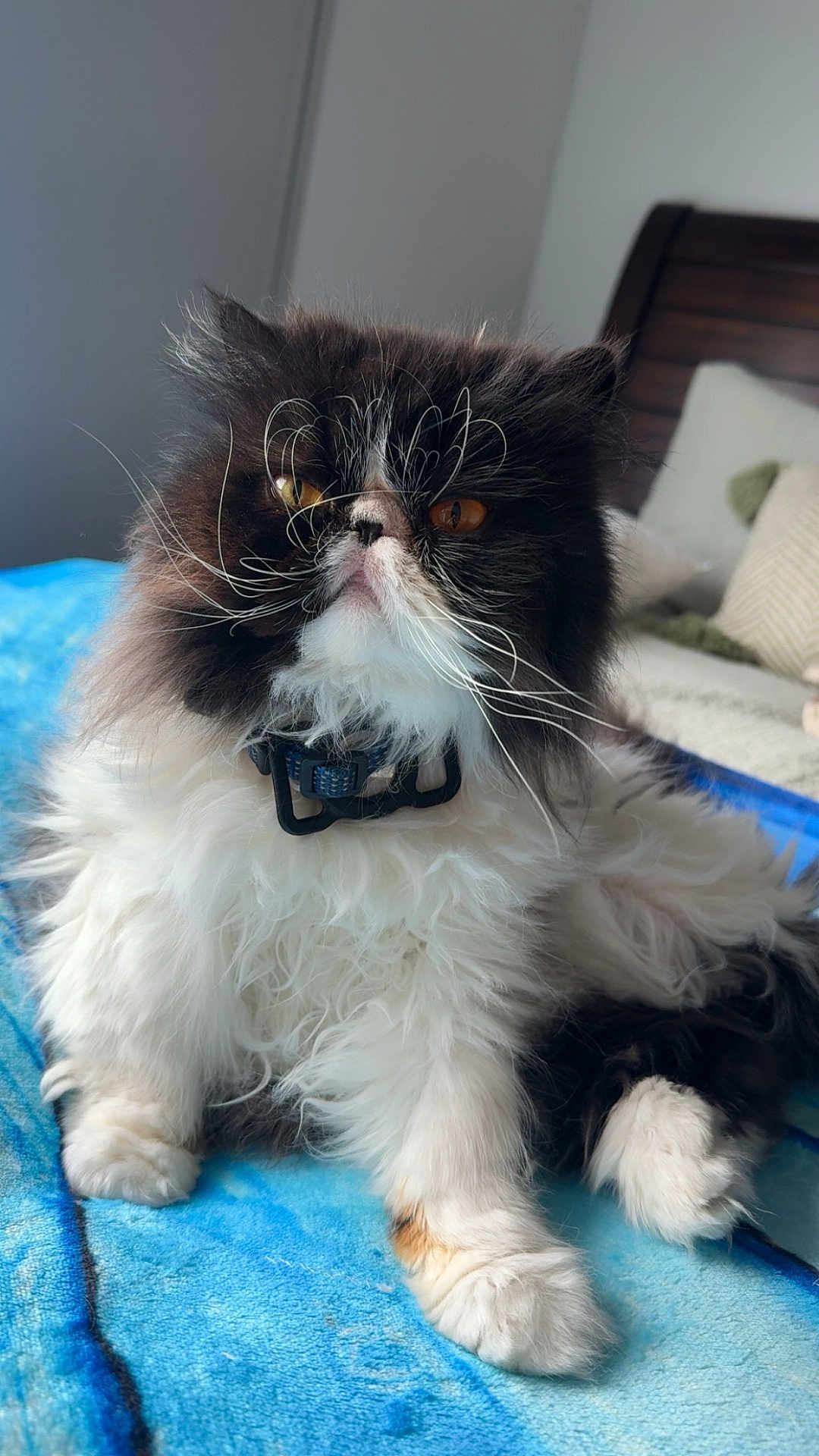 Wallace