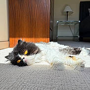 Wallace joined the competition — help win amazing prizes! cat, fluffy, white, black, orange_eyes, carpet, sunlight, indoor, relaxing, pet, feline, bedroom, lamp, furniture, cozy, lying_down, soft_texture, domestic_animal, resting, warm_light