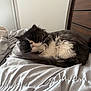 Wallace is registered to the contest to win money with this photo: cat, sleeping, bed, blanket, fur, black_and_white, cozy, indoor, pet, resting, cute, fluffy, feline, domestic_animal, relaxation, comfort, whiskers, tail, headboard, soft