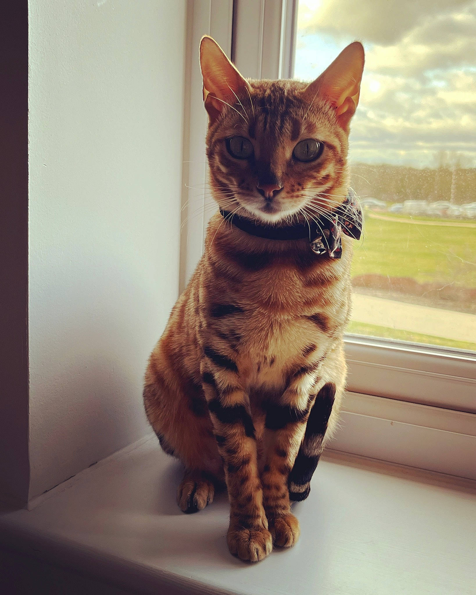 Margot is registered to the contest to win money with this photo: carnivore, cat, claw, cloud, domestic_short_haired_cat, felidae, foot, fur, metal, paw, sitting, small_to_medium_sized_cats, snout, square, tail, terrestrial_animal, whiskers, wildlife, window, wood