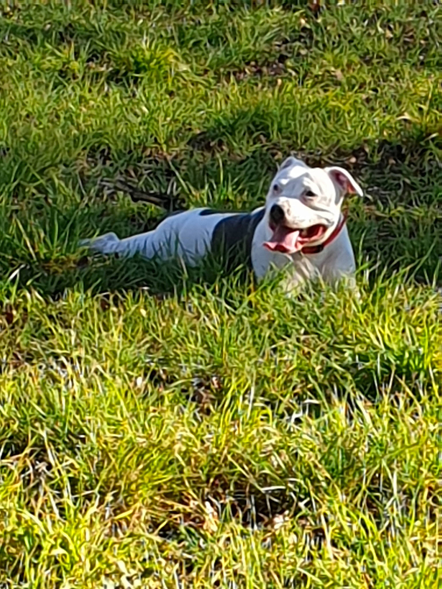 Lougya a rejoint le concours — aidez-le/la à gagner de superbes lots ! american_bulldog, american_pit_bull_terrier, american_staffordshire_terrier, bulldog, canidae, carnivore, dog, dog_breed, grass, grass_family, non_sporting_group, pit_bull, plant, sporting_group