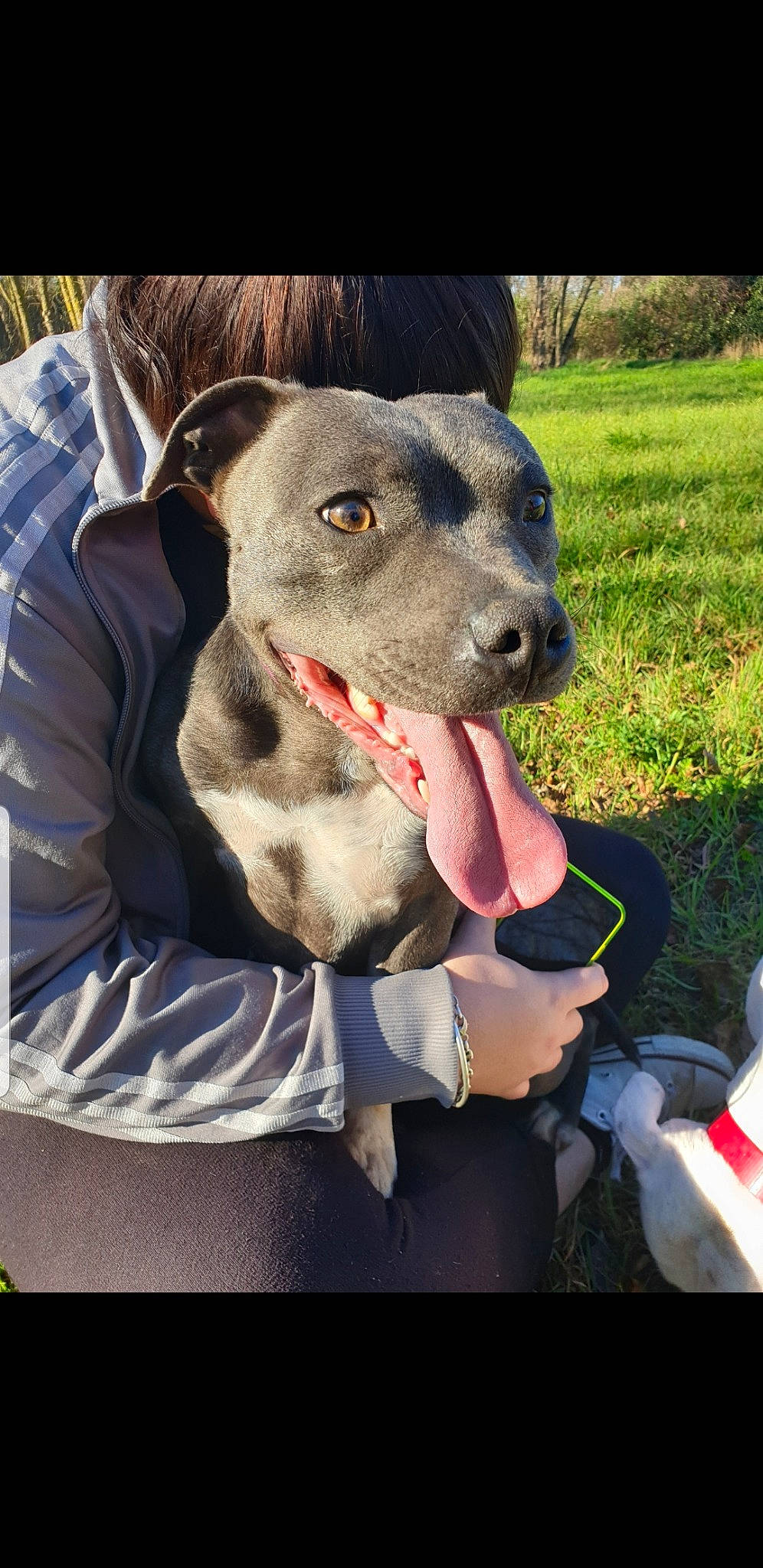 Okharina a rejoint le concours — aidez-le/la à gagner de superbes lots ! american_pit_bull_terrier, american_staffordshire_terrier, canidae, carnivore, dog, dog_breed, fawn, feist, mammal, mountain_cur, non_sporting_group, pit_bull, snout, sporting_group, staffordshire_bull_terrier, vertebrate