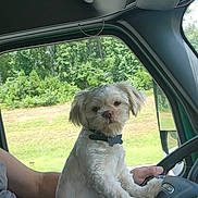Sidney is registered to the contest to win money with this photo: dog, pet, steering_wheel, vehicle_interior, person, arm, window, trees, grass, outdoor, collar, bone_tag, white_dog, fluffy, driver, car, road_trip, cute, portrait, animal