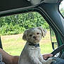 dog, pet, steering_wheel, vehicle_interior, person, arm, window, trees, grass, outdoor, collar, bone_tag, white_dog, fluffy, driver, car, road_trip, cute, portrait, animal