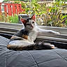  lounging, animal, bed, black_fur, calico, cat, close_up, feline, garden, indoors, kitten, orange_fur, pet, plants, portrait, quilt, relaxed, tropical, white_fur, window