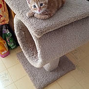 Marley is registered to the contest to win money with this photo: animal, carpeted, cat, cat_tree, cozy, curious, cute, domestic, feline, floor, household, indoor, kitchen, kitten, looking, orange_tabby, pet, resting, wooden_cabinet, young_cat