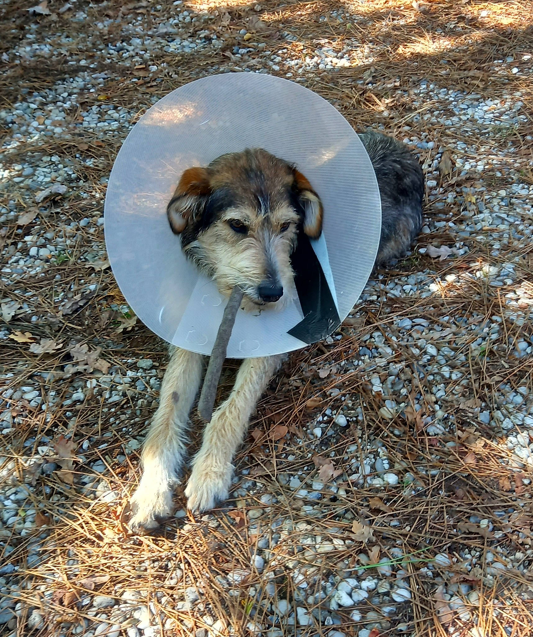 Naboo participe au concours pour gagner de l'argent avec cette photo : carnivore, companion_dog, disc_dog, dog, dog_breed, fawn, felidae, fur, grass, landscape, plant, snout, soil, sporting_group, street_dog, tail, terrestrial_animal, trunk, whiskers, working_animal