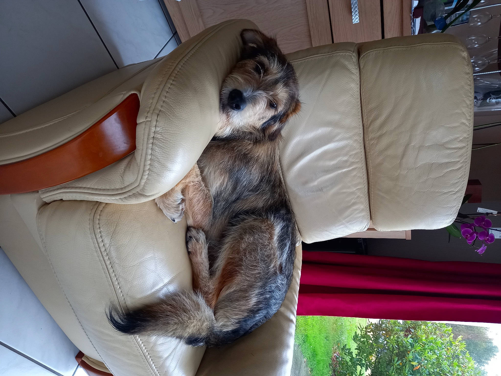 Naboo a rejoint le concours — aidez-le/la à gagner de superbes lots ! canidae, carnivore, cat, comfort, companion_dog, couch, dog, dog_breed, fawn, felidae, foot, fur, human_leg, lap, leg, small_to_medium_sized_cats, snout, sporting_group, tail, whiskers