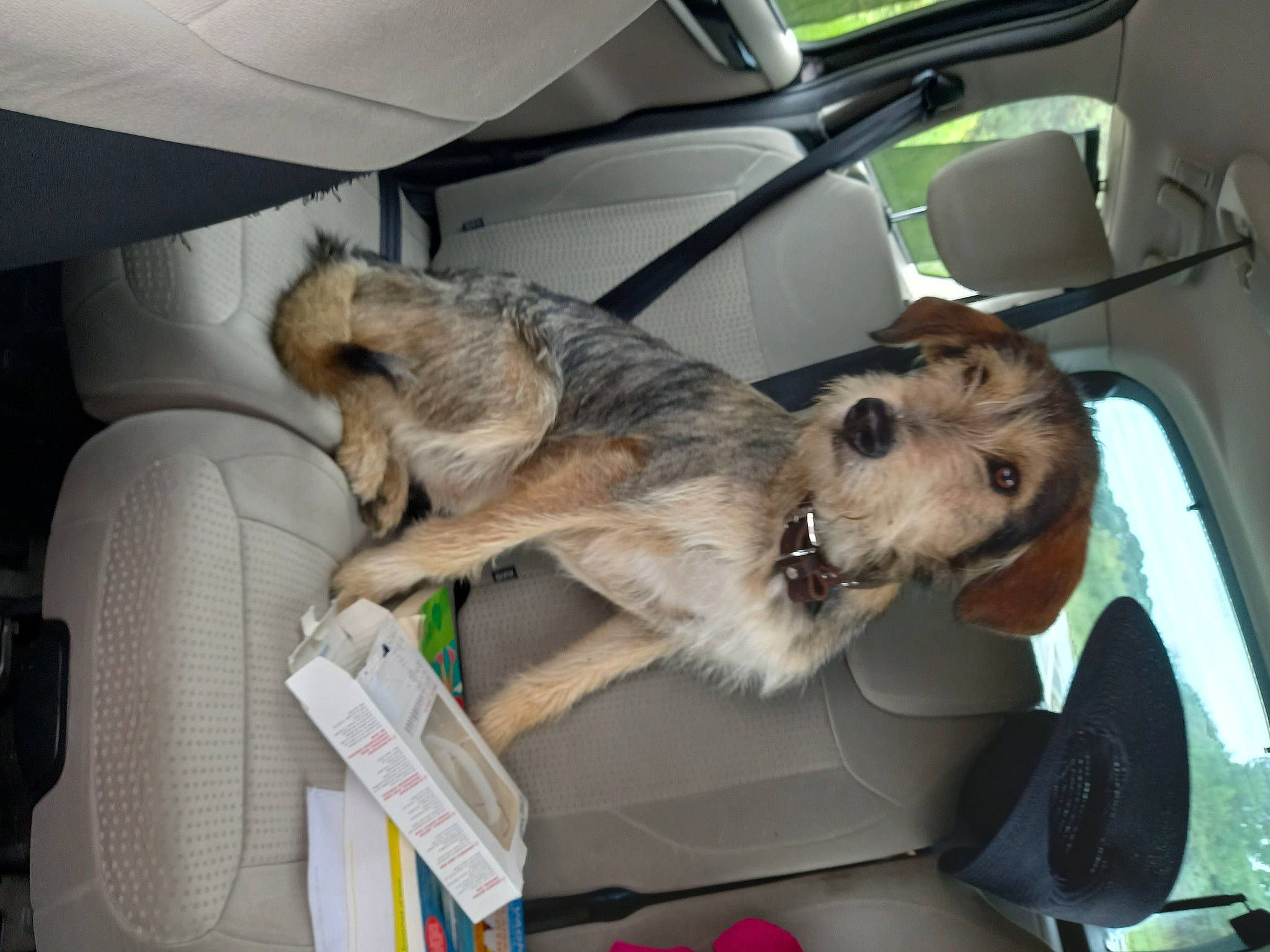 Naboo a rejoint le concours — aidez-le/la à gagner de superbes lots ! auto_part, automotive_exterior, canidae, car, car_seat, carnivore, common_opossum, companion_dog, dog, dog_breed, family_car, fawn, fur, luxury_vehicle, motor_vehicle, snout, sporting_group, vehicle, vehicle_door, windshield