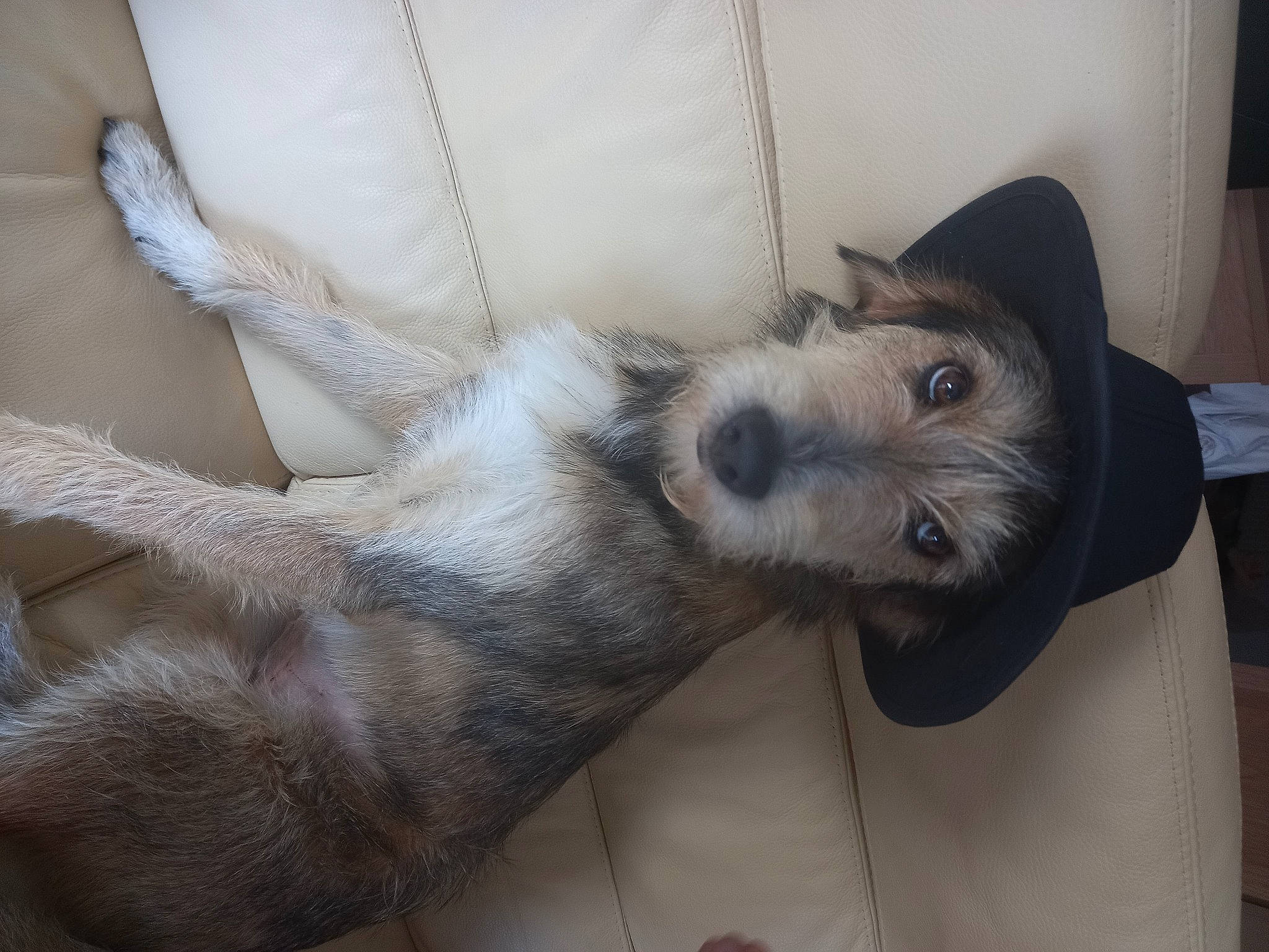 Naboo a rejoint le concours — aidez-le/la à gagner de superbes lots ! canidae, carnivore, clock, comfort, companion_dog, dog, dog_breed, ear, fawn, felidae, foot, fur, human_leg, nap, paw, small_to_medium_sized_cats, snout, sporting_group, tail, whiskers