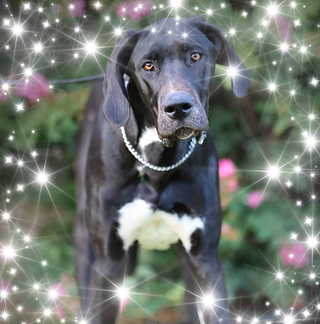 Olive is registered to the contest to win money with this photo: art, canidae, carnivore, companion_dog, dog, dog_breed, event, font, fur, graphics, grass, gun_dog, light, pattern, plant, snout, sporting_group, terrestrial_animal, whiskers, working_animal