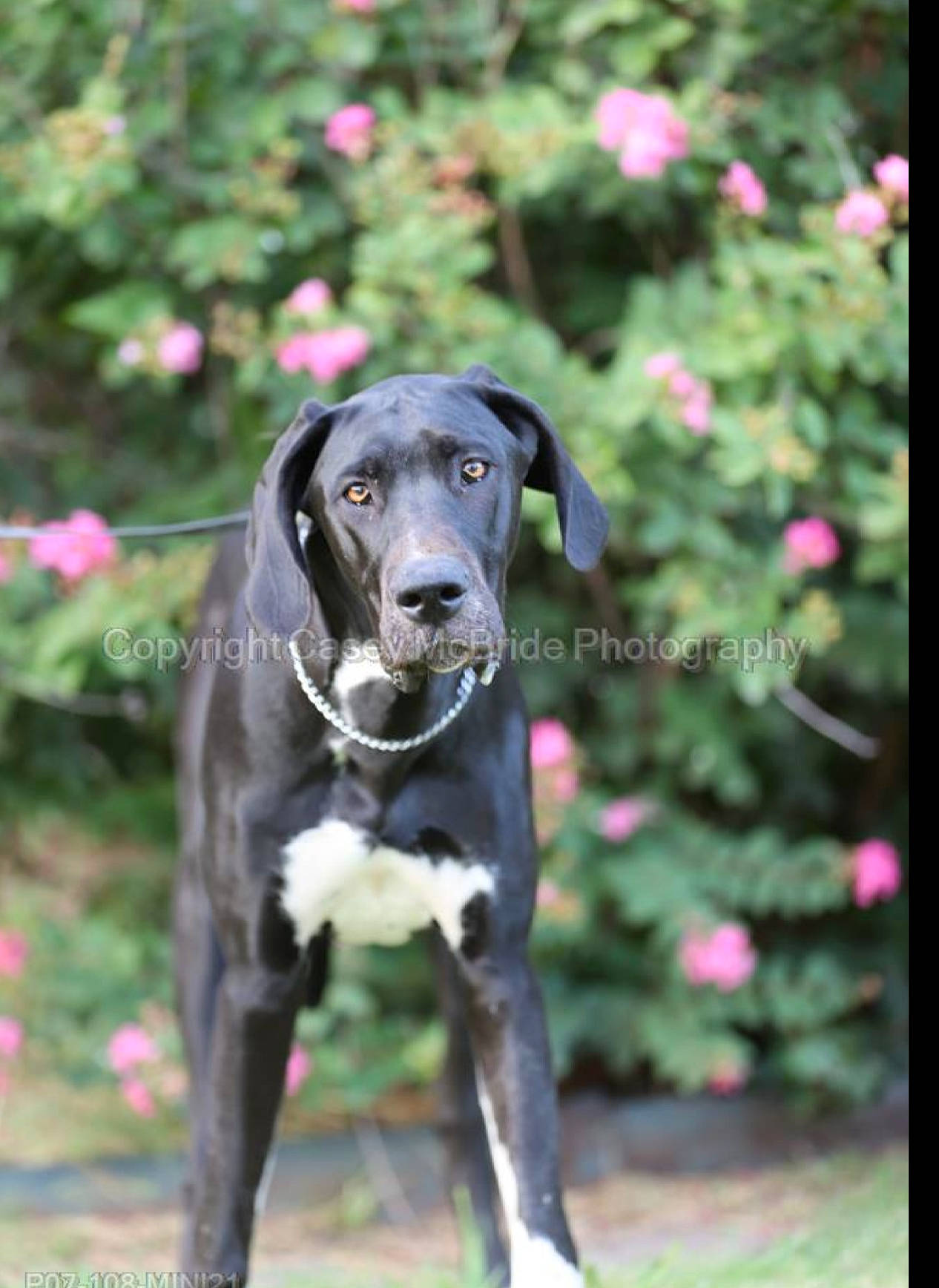 Olive is registered to the contest to win money with this photo: canidae, carnivore, collar, companion_dog, dog, dog_breed, dog_collar, dog_supply, flower, grass, great_dane, liver, magenta, pet_supply, petal, plant, snout, sporting_group, terrestrial_animal, working_animal