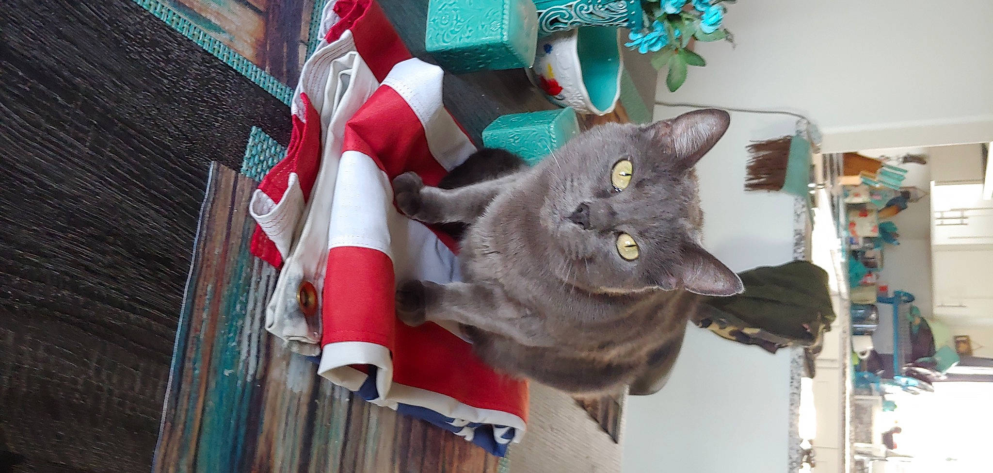 Muffin joined the competition — help win amazing prizes! art, carmine, carnivore, cat, christmas_decoration, christmas_ornament, domestic_short_haired_cat, event, felidae, fictional_character, fur, holiday, plant, russian_blue, small_to_medium_sized_cats, snout, tail, tree, whiskers, wood