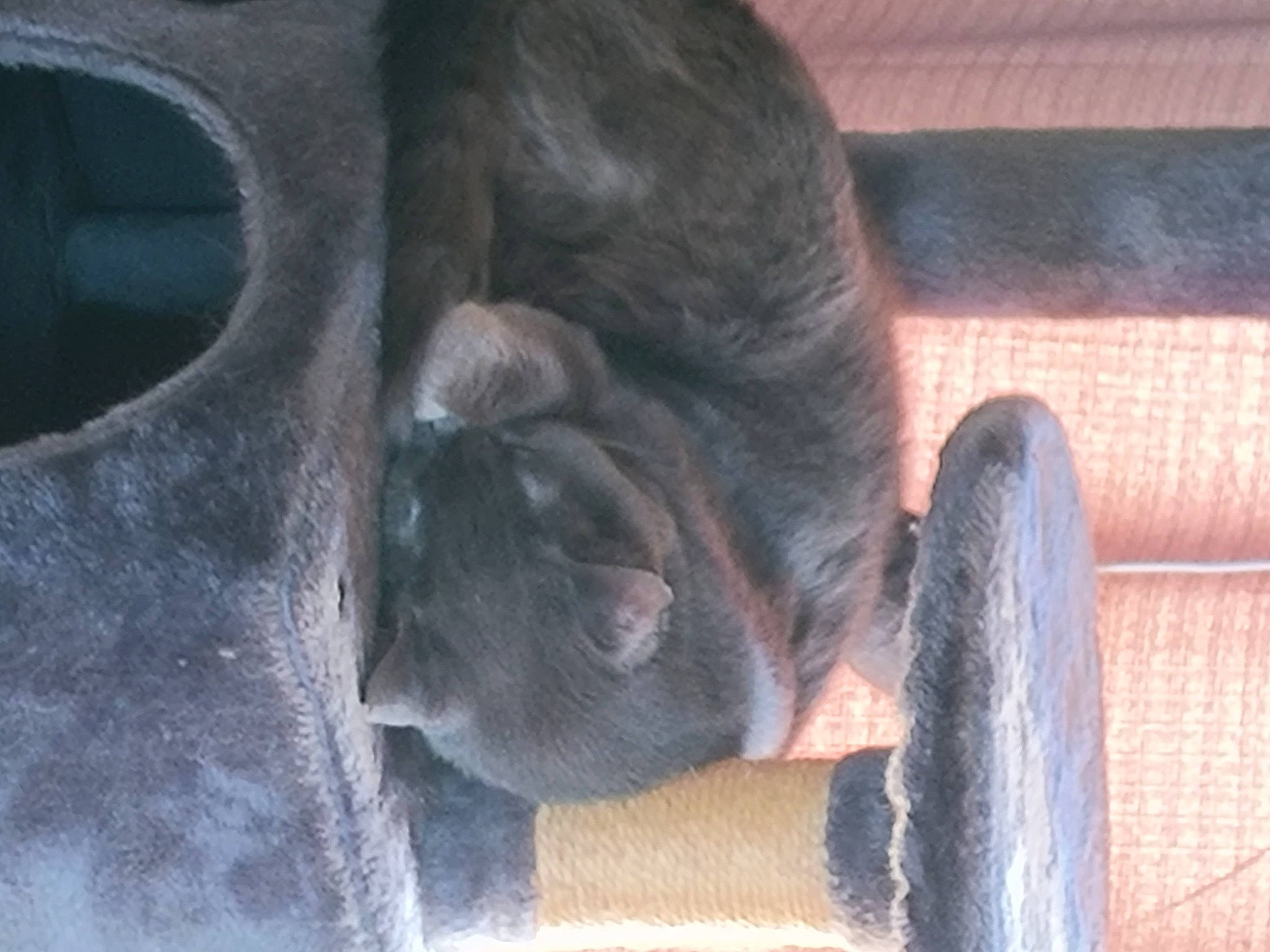 Muffin joined the competition — help win amazing prizes! canidae, carnivore, companion_dog, dog, dog_breed, ear, fawn, fur, liver, non_sporting_group, snout, sporting_group, tail, terrestrial_animal, wildlife, wood, working_animal, wrinkle