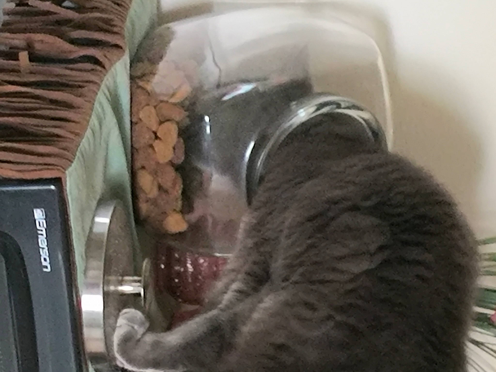 Muffin joined the competition — help win amazing prizes! canidae, carnivore, cat, cat_supply, claw, comfort, dog_breed, domestic_short_haired_cat, felidae, fur, kitchen_appliance, major_appliance, nap, paw, pet_supply, small_to_medium_sized_cats, snout, sporting_group, tail, whiskers