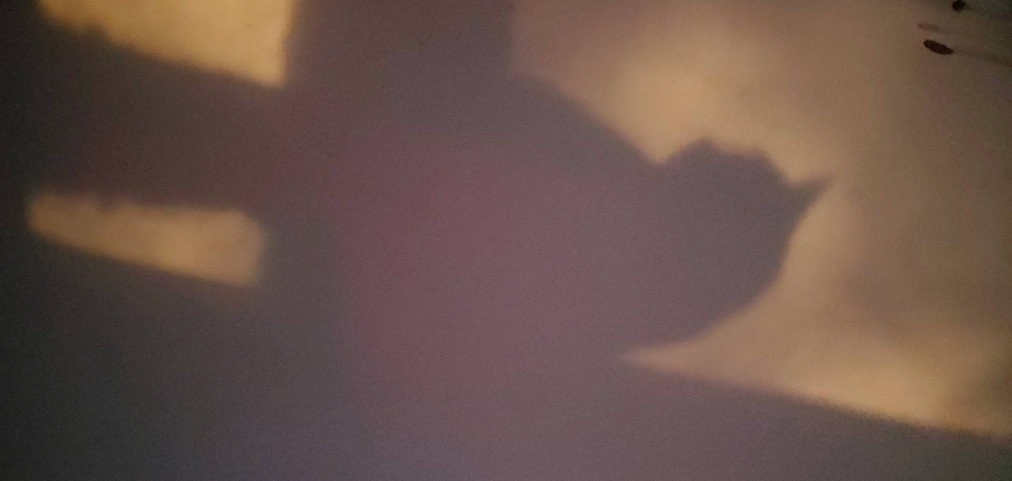 Muffin joined the competition — help win amazing prizes! cumulus, darkness, grey, macro_photography, magenta, monochrome_photography, room, shadow, tints_and_shades, tree