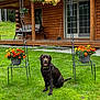 animal, bench, broom, canine, chocolate_labrador, dog, flower_pots, flowers, garden, grass, greenery, hanging_basket, nature, outdoor, pet, porch, relaxation, summer, trees, wooden_cabin