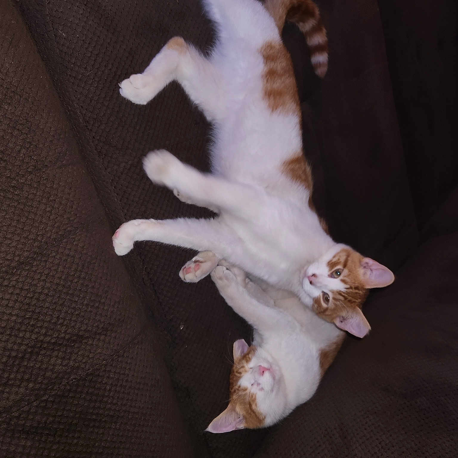 Coco And Peanutbutter