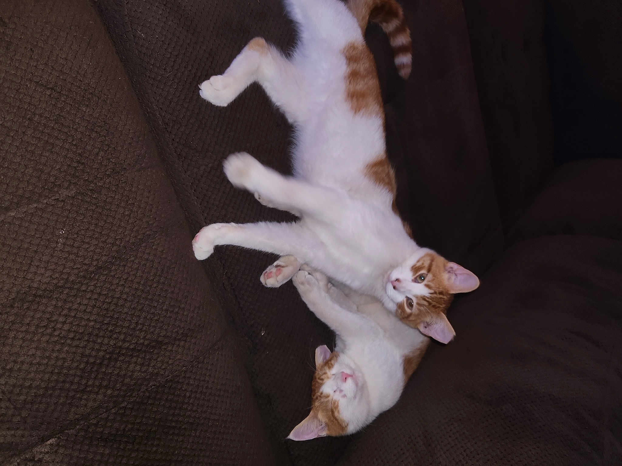 Coco And Peanutbutter