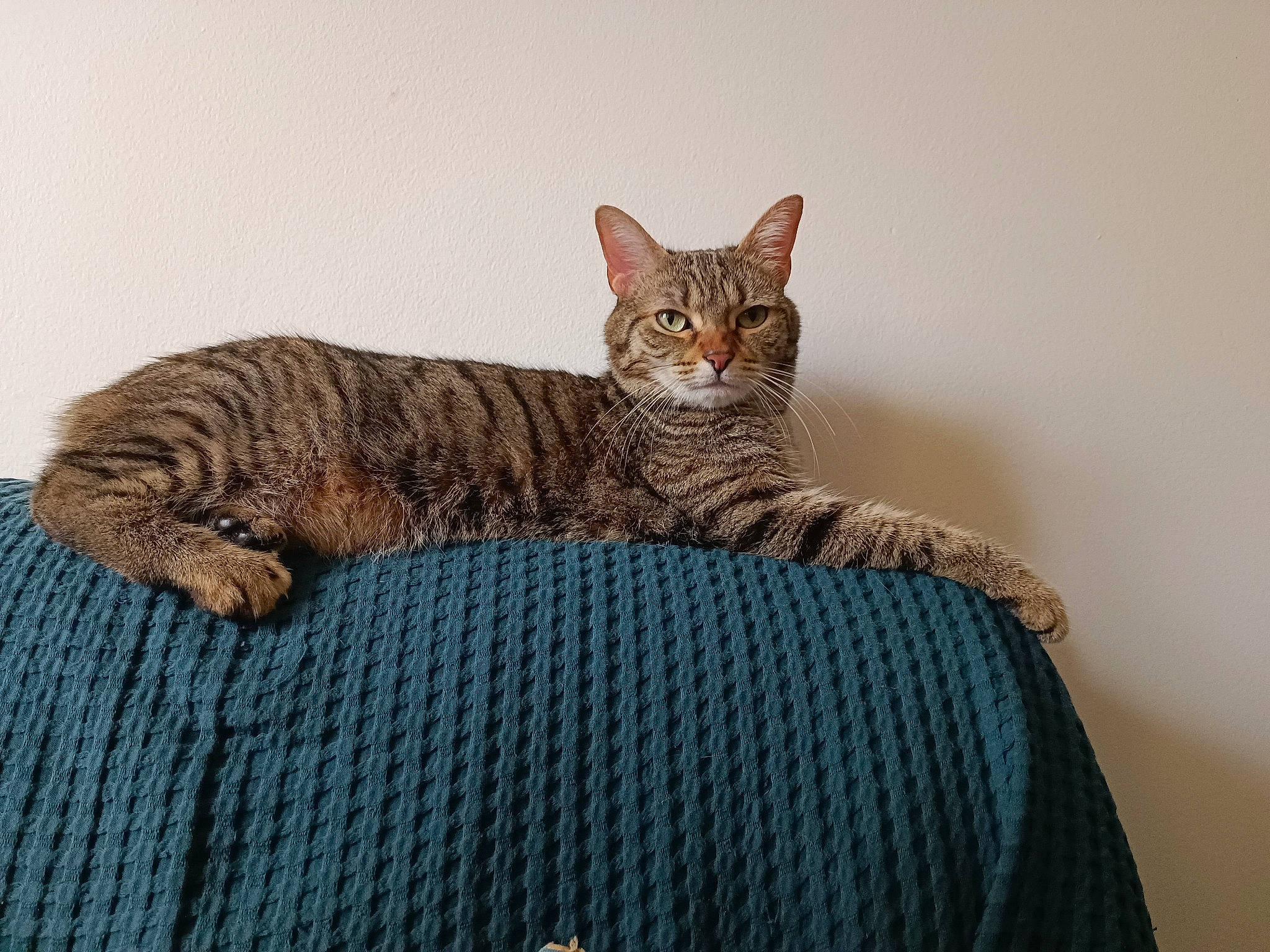 Rockette a rejoint le concours — aidez-le/la à gagner de superbes lots ! carnivore, cat, cat_supply, comfort, domestic_short_haired_cat, fawn, felidae, fur, pattern, paw, pet_supply, sitting, small_to_medium_sized_cats, snout, tail, terrestrial_animal, whiskers