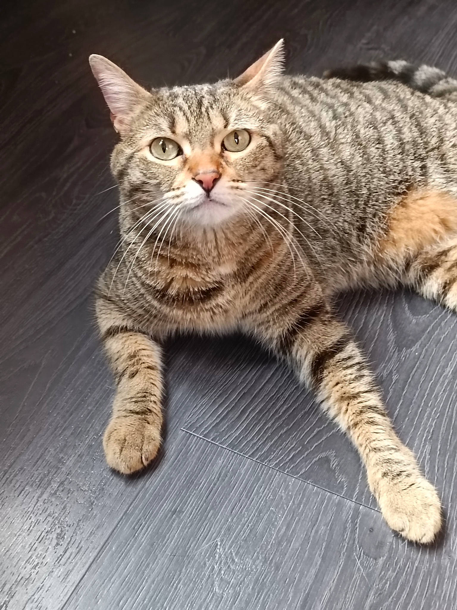 Rockette participe au concours pour gagner de l'argent avec cette photo : carnivore, cat, claw, domestic_short_haired_cat, eye, felidae, foot, fur, head, leg, paw, sitting, small_to_medium_sized_cats, snout, tail, terrestrial_animal, whiskers, wildlife, wood