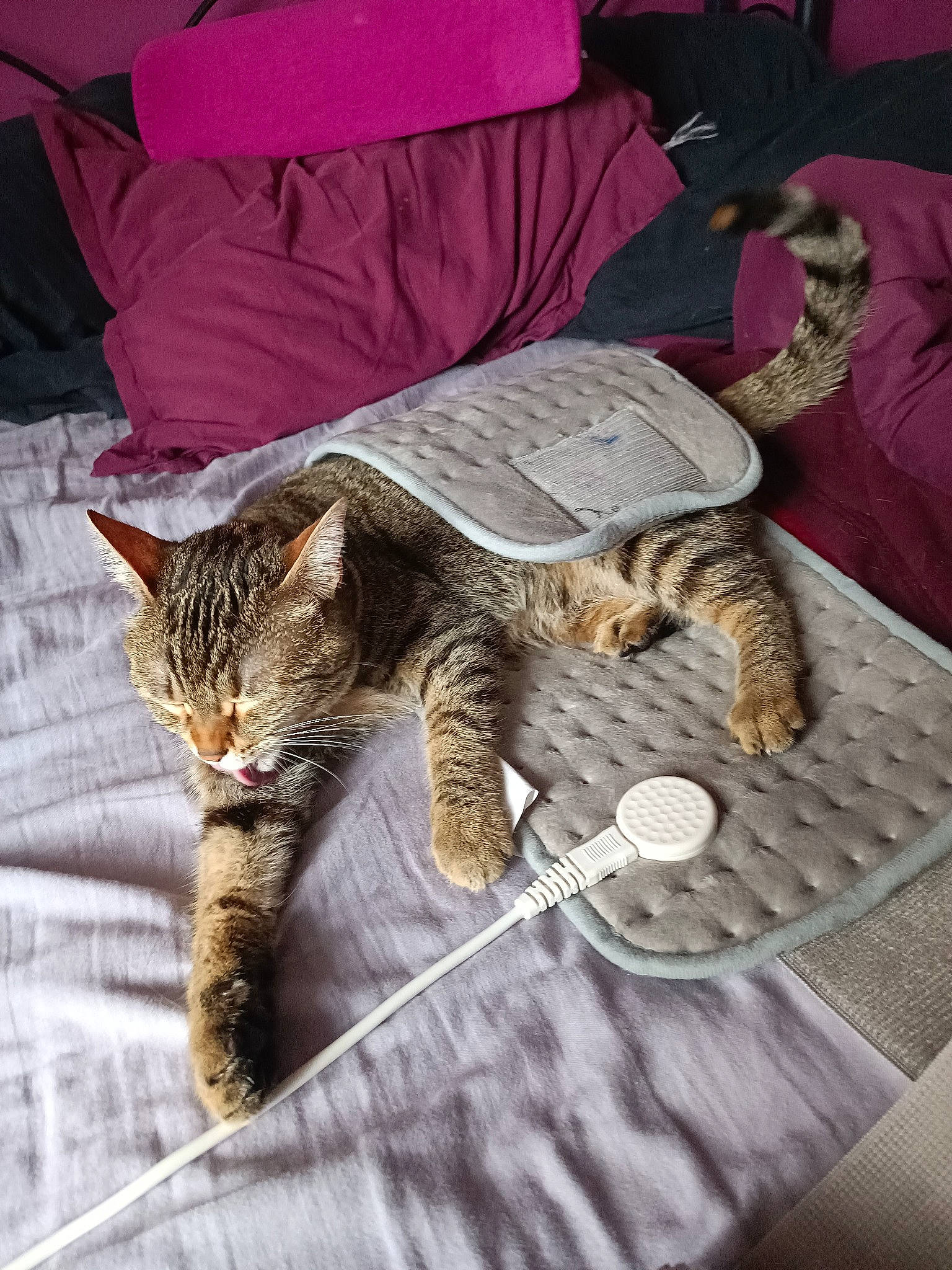 Rockette a rejoint le concours — aidez-le/la à gagner de superbes lots ! carnivore, cat, claw, comfort, domestic_short_haired_cat, felidae, fur, hat, lap, linens, nap, paw, small_to_medium_sized_cats, tail, terrestrial_animal, whiskers