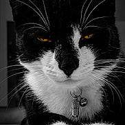 Hades a rejoint le concours — aidez-le/la à gagner de superbes lots ! animal, black_and_white, cat, close_up, collar, eyes, face, feline, floor, fur, indoor, moody, paws, pet, portrait, relaxed, resting, tag, whiskers, wooden_floor