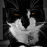 animal, black_and_white, cat, close_up, collar, cute, domestic_cat, eyes, feline, floor, focused, fur, indoor, monochrome, paws, pet, portrait, relaxed, still_life, whiskers
