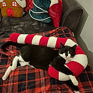 Hades participe au concours pour gagner de l'argent avec cette photo : black_and_white_cat, blanket, candy_cane, cat, christmas_tree_pillow, couch, cozy, cute, festive, fur, gingerbread_house_pillow, holiday, indoor, pet, pillow, plaid, plush_toy, relaxed, resting, whiskers