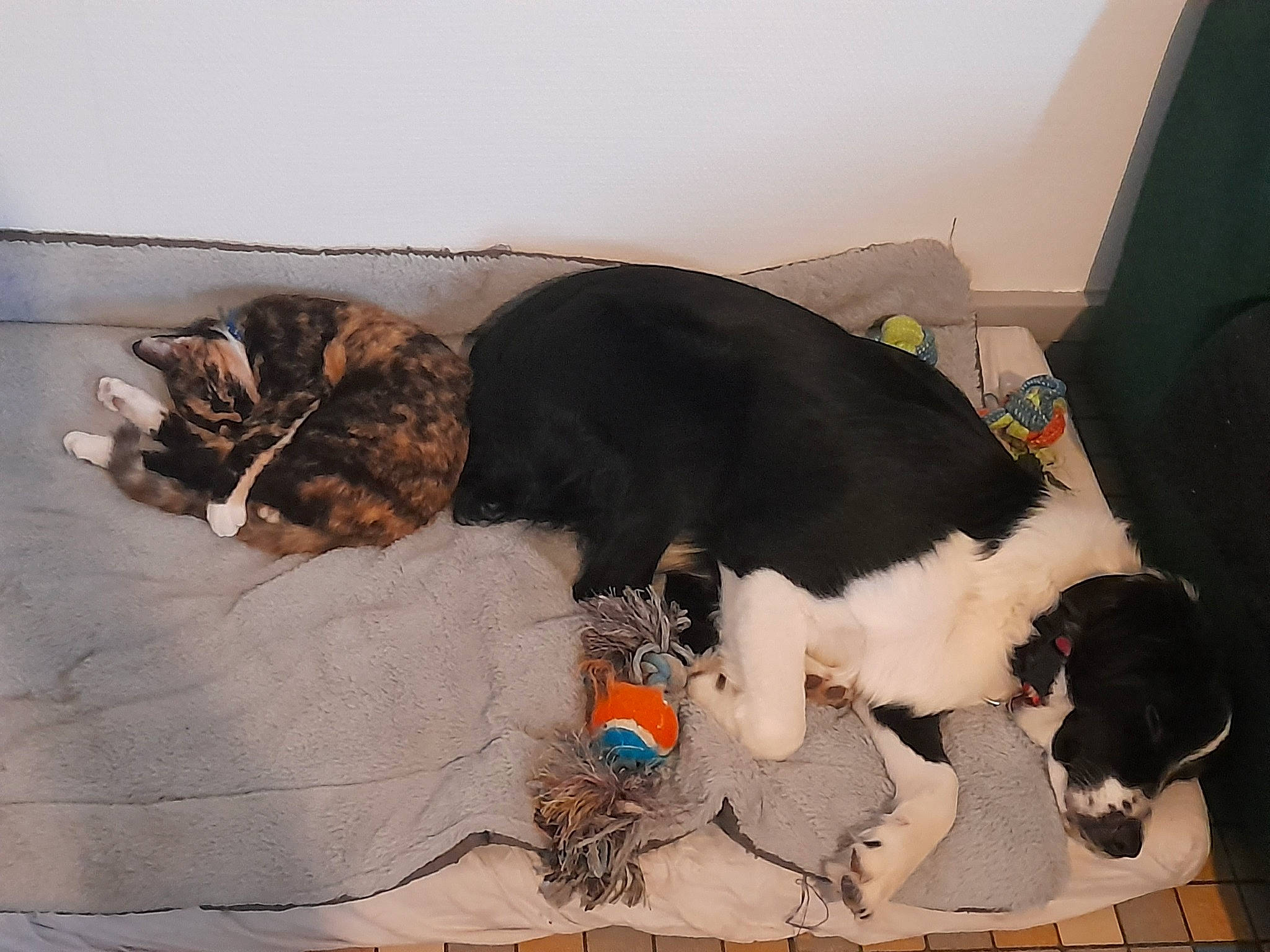 Shiny participe au concours pour gagner de l'argent avec cette photo : canidae, carnivore, cat, comfort, companion_dog, dog, dog_breed, dog_supply, domestic_short_haired_cat, felidae, flooring, fur, linens, nap, pet_supply, small_to_medium_sized_cats, snout, sporting_group, tail, working_animal