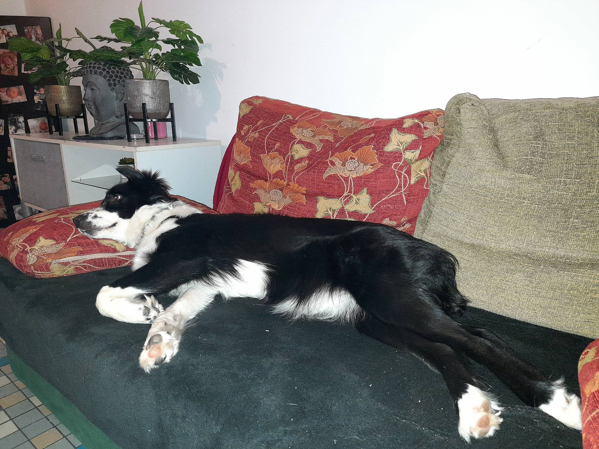 Shiny a rejoint le concours — aidez-le/la à gagner de superbes lots ! carnivore, chair, comfort, companion_dog, couch, dog, dog_breed, floor, flooring, furniture, hardwood, houseplant, linens, living_room, picture_frame, pillow, plant, sporting_group, table, tail