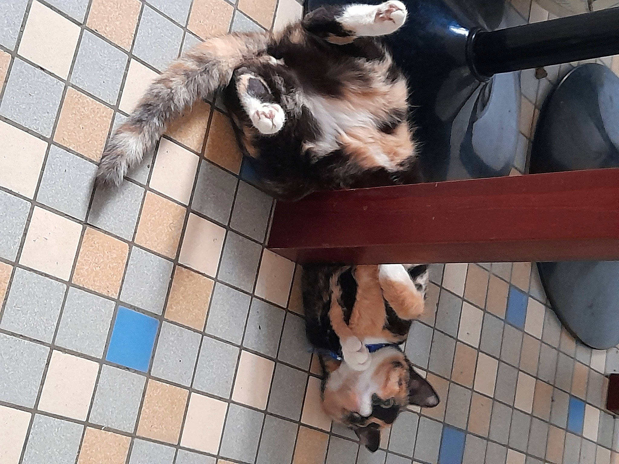 Haya participe au concours pour gagner de l'argent avec cette photo : black, canidae, carnivore, companion_dog, dog, dog_breed, fawn, felidae, flooring, fur, mammal, pet_supply, photograph, snapshot, snout, sporting_group, tail, toy, vertebrate, white