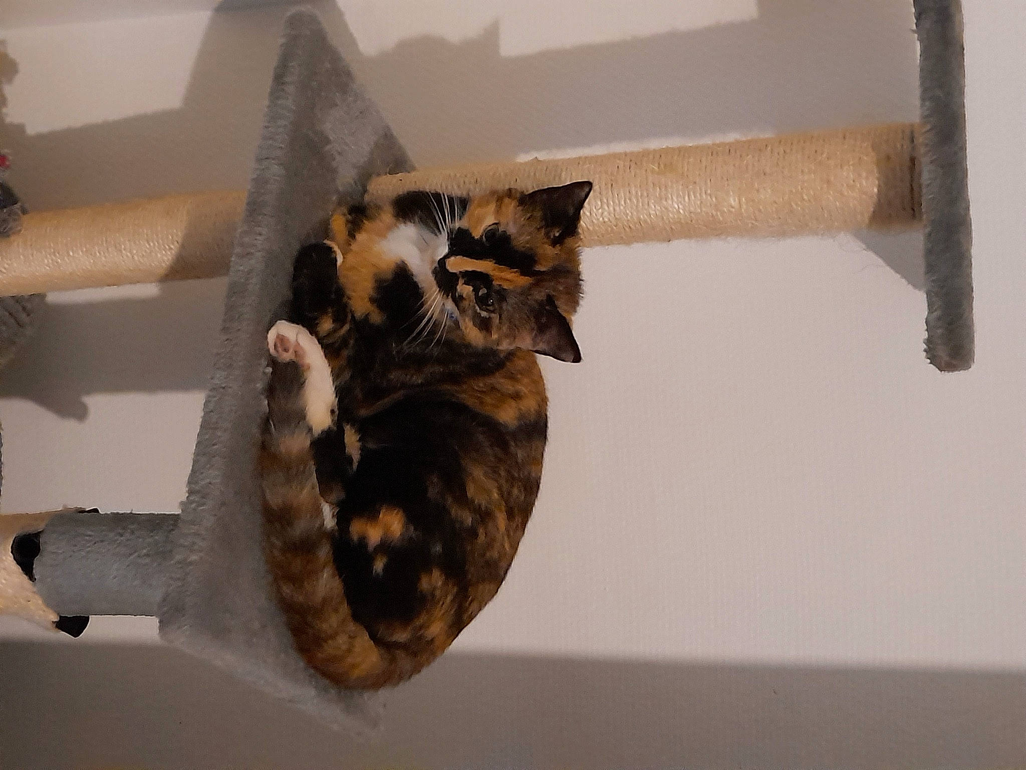 Haya a rejoint le concours — aidez-le/la à gagner de superbes lots ! carnivore, cat, cat_supply, claw, domestic_short_haired_cat, felidae, fur, hardwood, metal, natural_material, owl, pet_supply, room, sculpture, small_to_medium_sized_cats, tail, terrestrial_animal, whiskers, window, wood