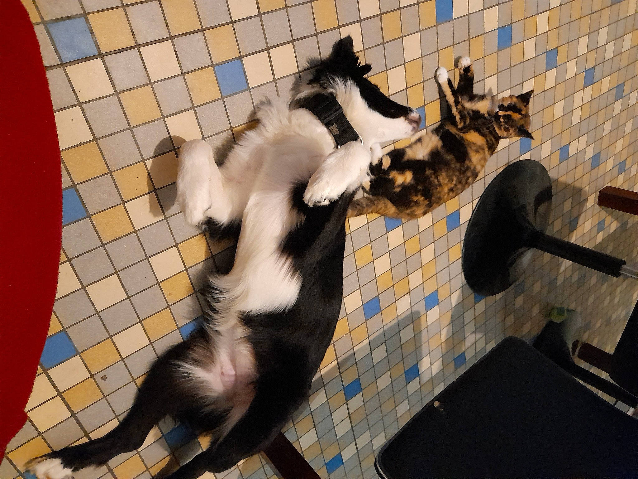 Haya participe au concours pour gagner de l'argent avec cette photo : animal_shelter, canidae, carnivore, cat, claw, companion_dog, dog, dog_breed, domestic_short_haired_cat, felidae, floor, flooring, fur, mammal, paw, small_to_medium_sized_cats, sporting_group, tail, vertebrate, whiskers