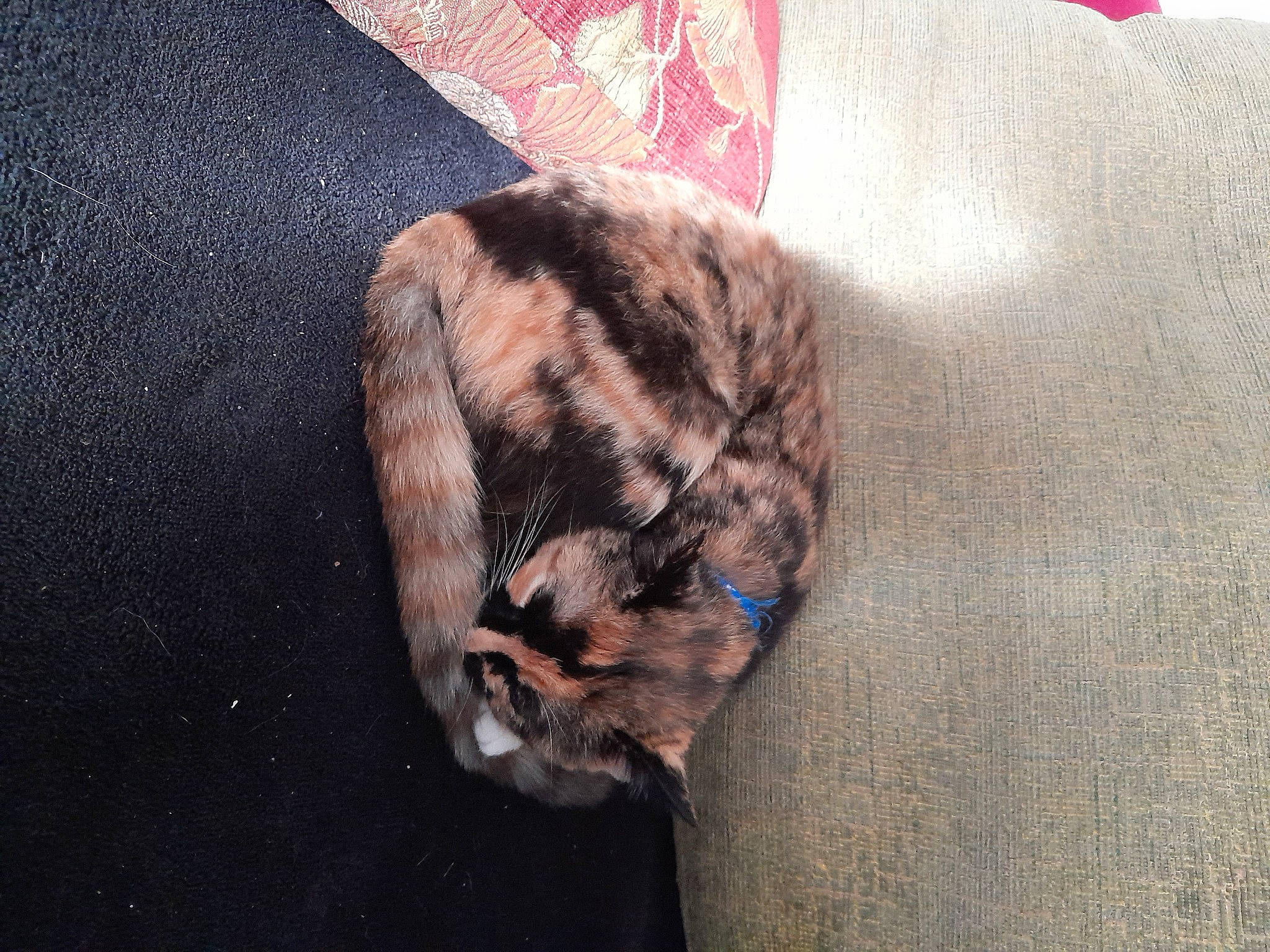 Haya a rejoint le concours — aidez-le/la à gagner de superbes lots ! canidae, carnivore, cat, claw, comfort, dog_breed, domestic_short_haired_cat, felidae, fur, pattern, paw, small_to_medium_sized_cats, snout, sporting_group, tail, terrestrial_animal, whiskers, wildlife, wood