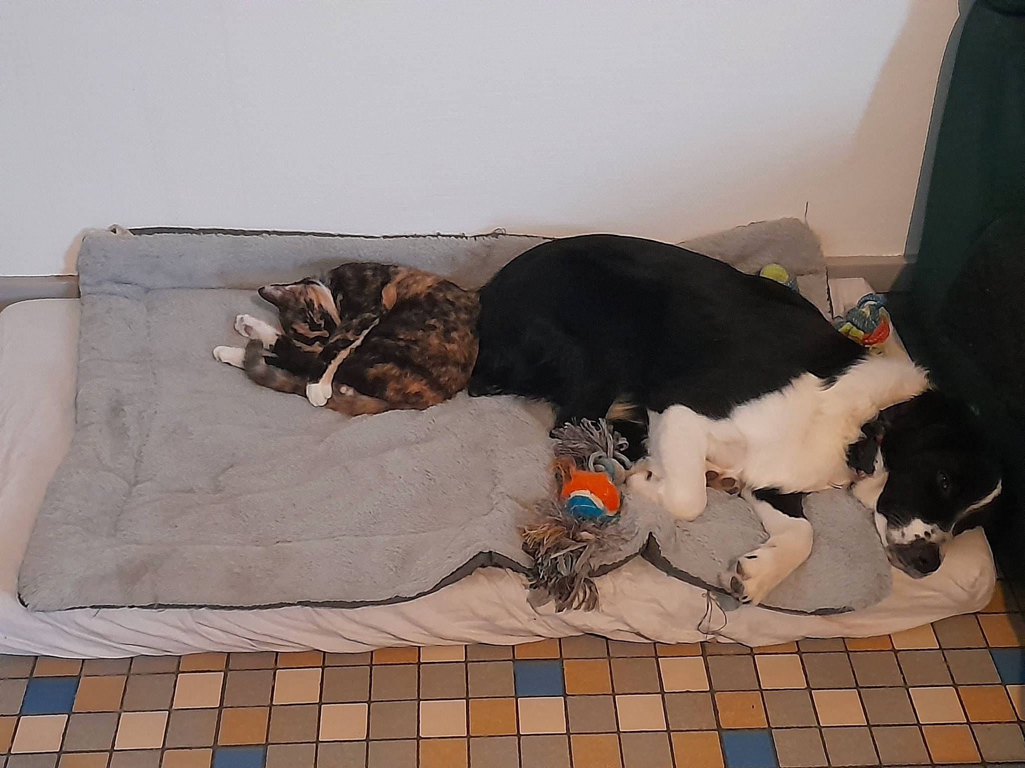 Haya a rejoint le concours — aidez-le/la à gagner de superbes lots ! brown, canidae, carnivore, comfort, companion_dog, dog, dog_breed, felidae, floor, flooring, hardwood, indoor_games_and_sports, pattern, pet_supply, rectangle, room, small_to_medium_sized_cats, studio_couch, tail, wood