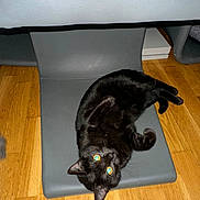 Ange a rejoint le concours — aidez-le/la à gagner de superbes lots ! black_cat, cat, pet, indoor, hardwood_floor, furniture, mat, lying_down, glowing_eyes, flash_photography, playful, curled, whiskers, ears, paw, upholstery, domestic_animal, floor_texture, cozy, black_fur