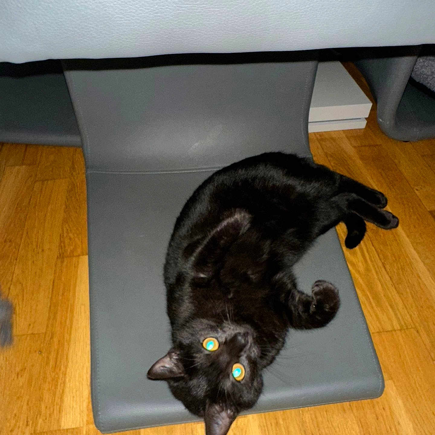 Ange a rejoint le concours — aidez-le/la à gagner de superbes lots ! black_cat, black_fur, cat, cozy, curled, domestic_animal, ears, flash_photography, floor_texture, furniture, glowing_eyes, hardwood_floor, indoor, lying_down, mat, paw, pet, playful, upholstery, whiskers