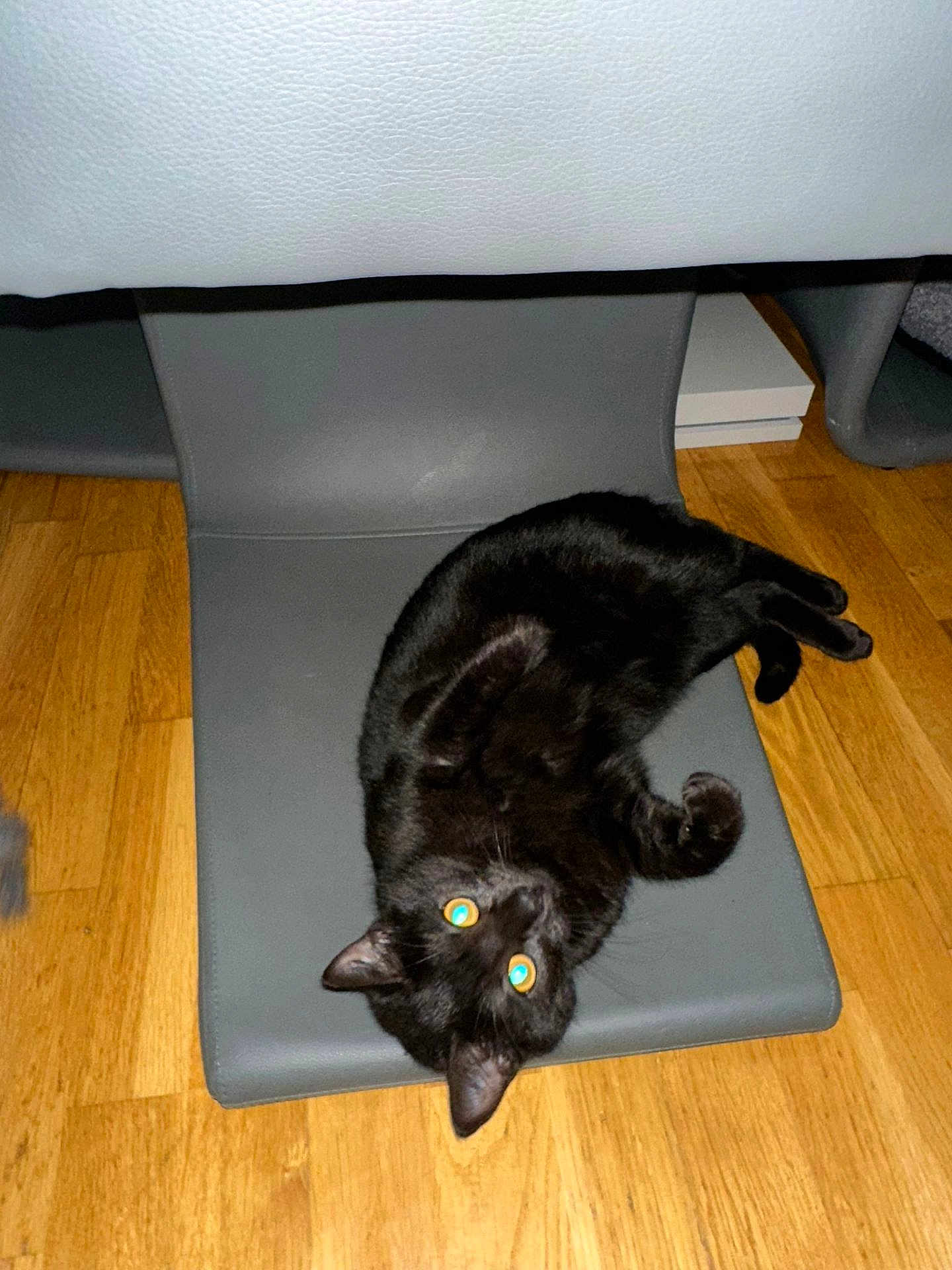 Ange a rejoint le concours — aidez-le/la à gagner de superbes lots ! black_cat, cat, pet, indoor, hardwood_floor, furniture, mat, lying_down, glowing_eyes, flash_photography, playful, curled, whiskers, ears, paw, upholstery, domestic_animal, floor_texture, cozy, black_fur