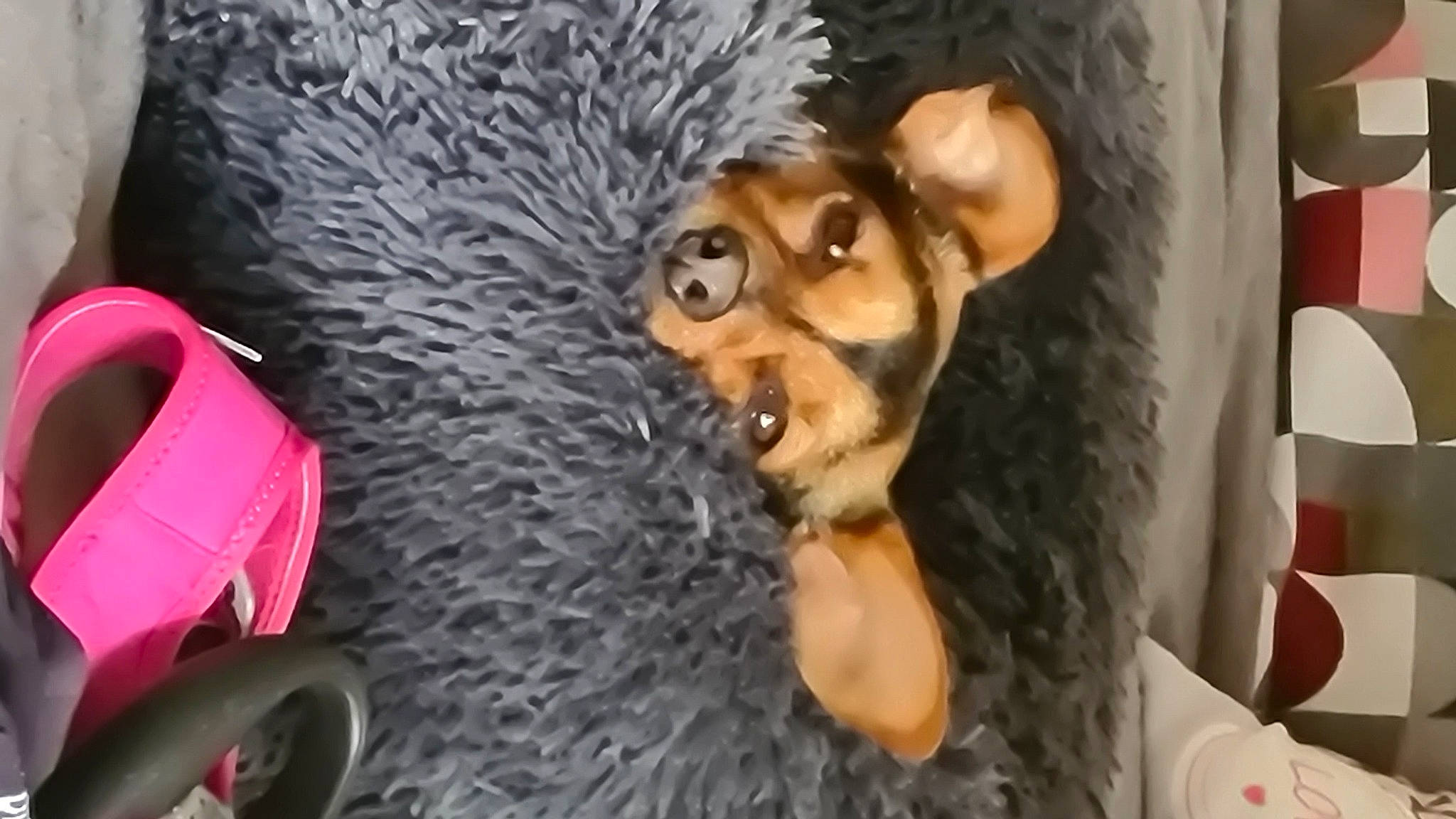 Kalyn participe au concours pour gagner de l'argent avec cette photo : canidae, carnivore, companion_dog, dog_breed, event, fawn, felidae, figurine, fur, mammal, non_sporting_group, plush, snout, sporting_group, stuffed_toy, tail, toy, toy_dog, whiskers, working_animal