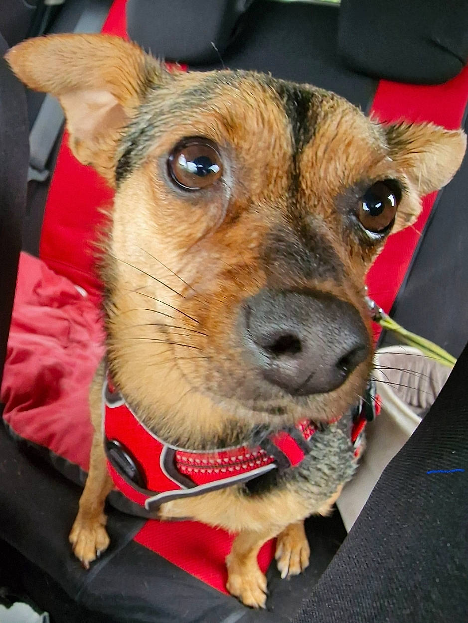 Kalyn participe au concours pour gagner de l'argent avec cette photo : canidae, carnivore, collar, companion_dog, dog, dog_breed, dog_clothes, dog_collar, dog_supply, ear, fawn, fur, leash, non_sporting_group, puppy, snout, sporting_group, whiskers, working_animal, working_dog