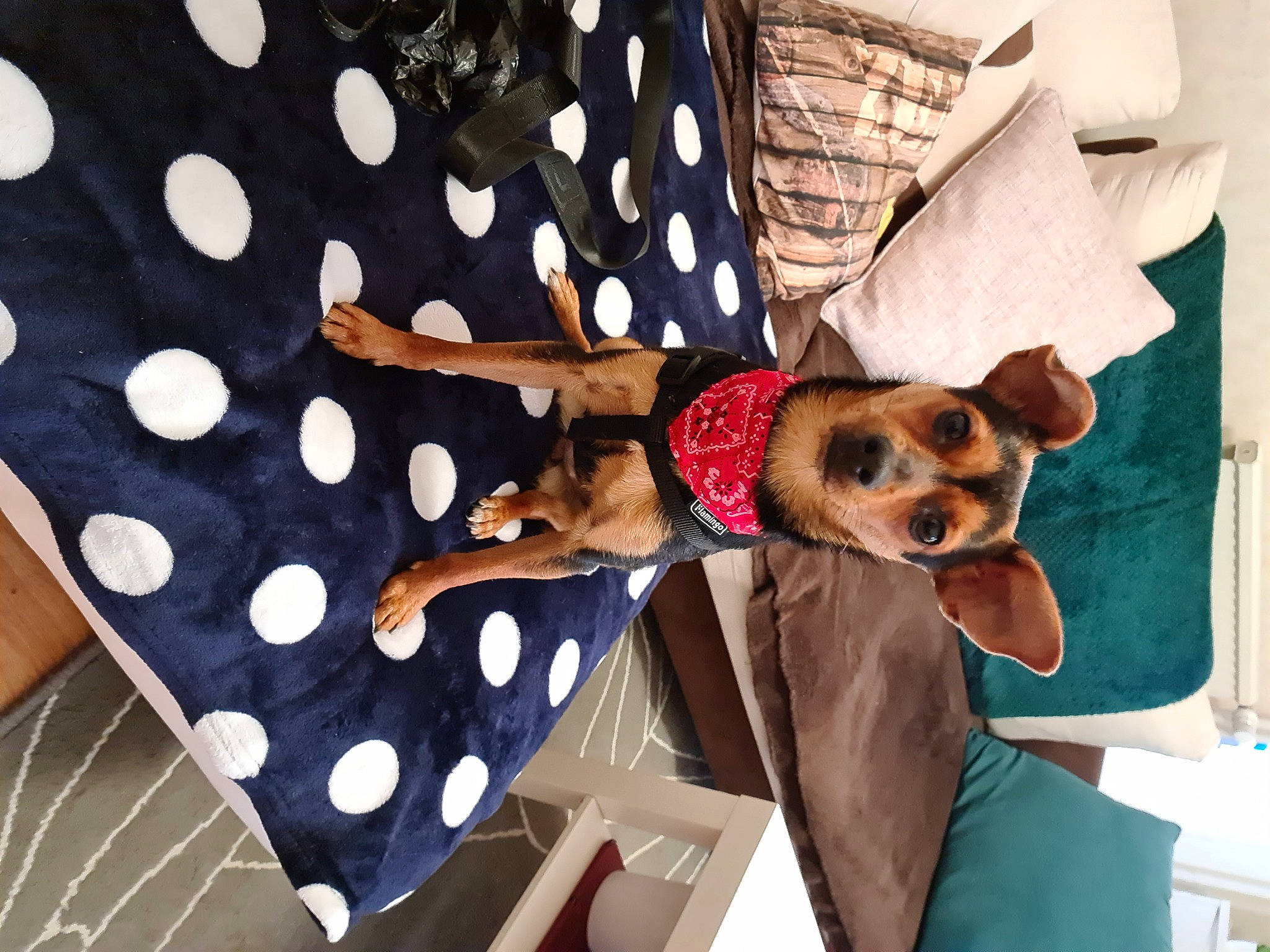 Kalyn participe au concours pour gagner de l'argent avec cette photo : canidae, carnivore, chihuahua, comfort, companion_dog, dog, dog_breed, dog_supply, event, eyewear, fawn, flag_of_the_united_states, fun, fur, linens, pattern, room, sporting_group, sunglasses, toy_dog