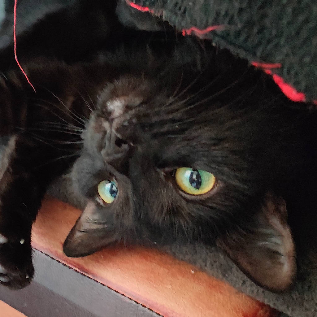 Saphyre a rejoint le concours — aidez-le/la à gagner de superbes lots ! black_cat, carnivore, cat, claw, comfort, domestic_short_haired_cat, ear, felidae, fur, paw, plant, small_to_medium_sized_cats, snout, whiskers, window