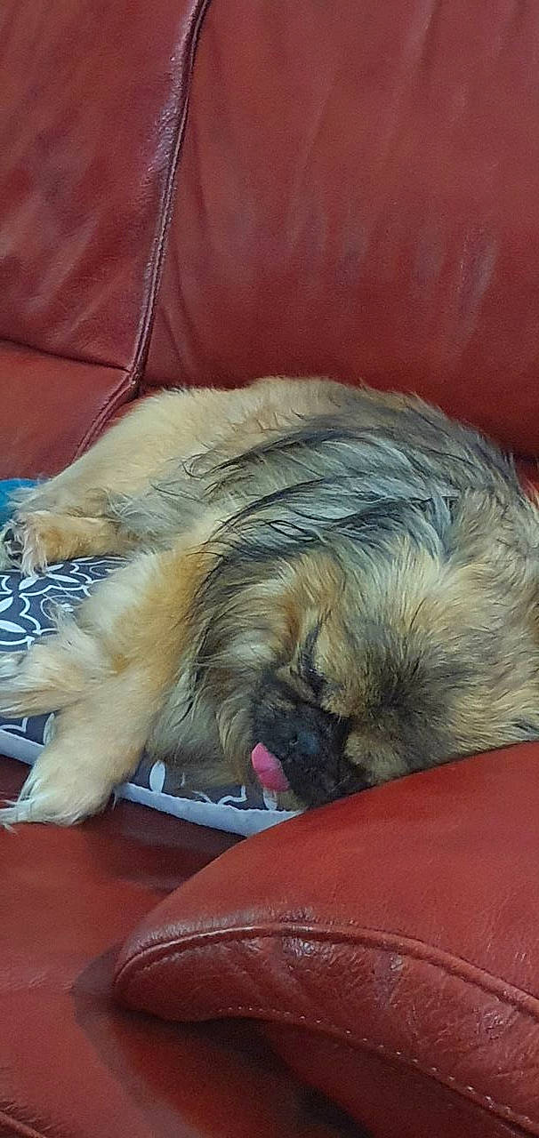 Jango a rejoint le concours — aidez-le/la à gagner de superbes lots ! bed, canidae, carnivore, claw, comfort, companion_dog, dog, dog_breed, fawn, felidae, fur, liver, mammal, paw, pekingese, snout, sporting_group, toy_dog, vertebrate, whiskers