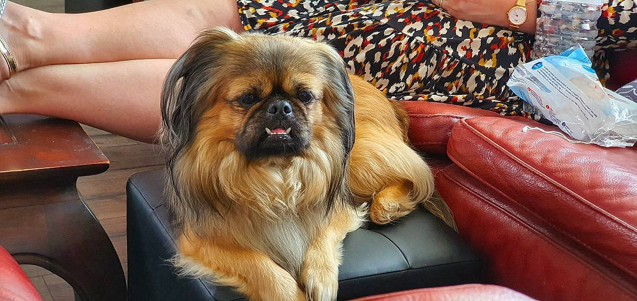 Jango a rejoint le concours — aidez-le/la à gagner de superbes lots ! canidae, carnivore, comfort, companion_dog, dog, dog_breed, fawn, fur, liver, pekingese, puppy, snout, sporting_group, tableware, terrestrial_animal, toy_dog, working_animal