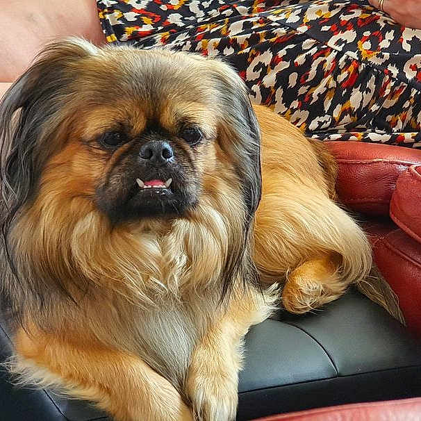 Jango
