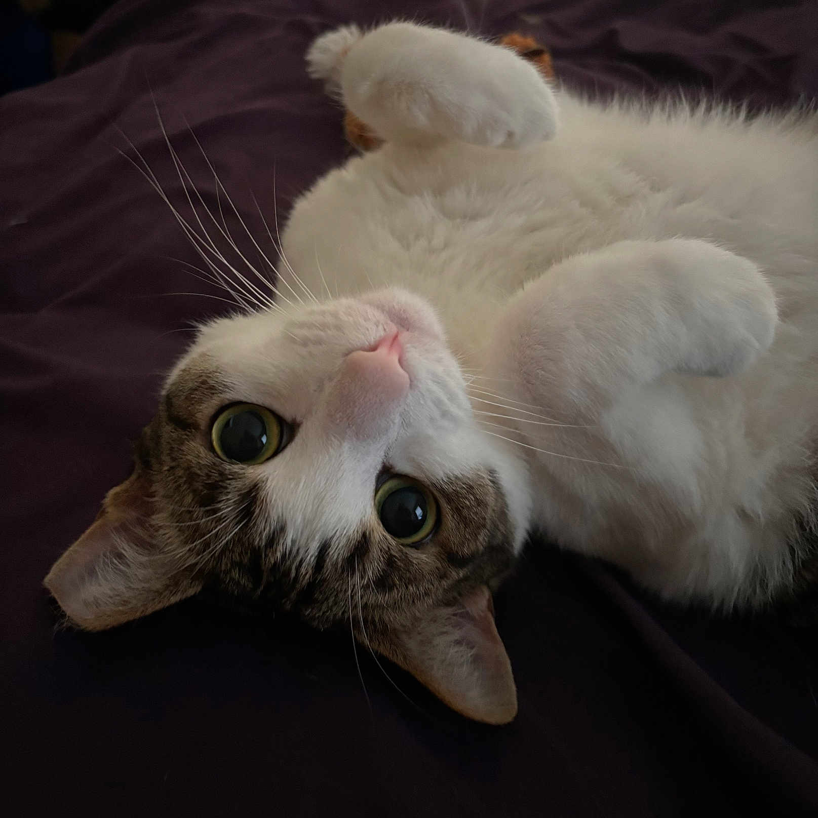 Peekaboo