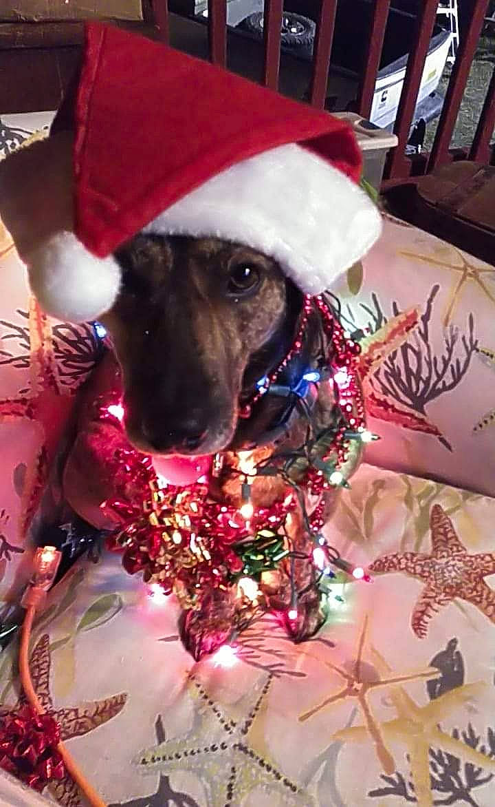 Jojo is registered to the contest to win money with this photo: cap, carnivore, christmas, christmas_decoration, christmas_ornament, companion_dog, costume_hat, decoration, dog, dog_breed, event, fashion_accessory, fur, hat, holiday, linens, magenta, ornament, textile, working_animal