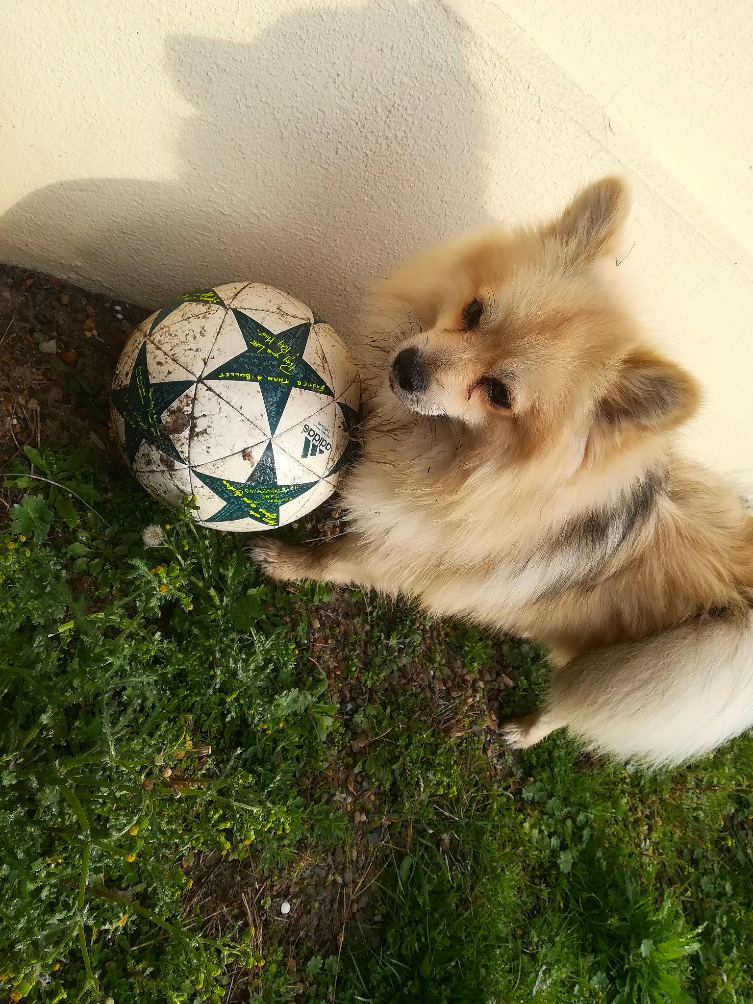 Link participe au concours pour gagner de l'argent avec cette photo : ball, canidae, carnivore, companion_dog, dog, dog_breed, fawn, german_spitz, german_spitz_klein, grass, mammal, pembroke_welsh_corgi, pomeranian, puppy, rare_breed_dog, soccer_ball, spitz, tennis_ball, toy_dog, volpino_italiano