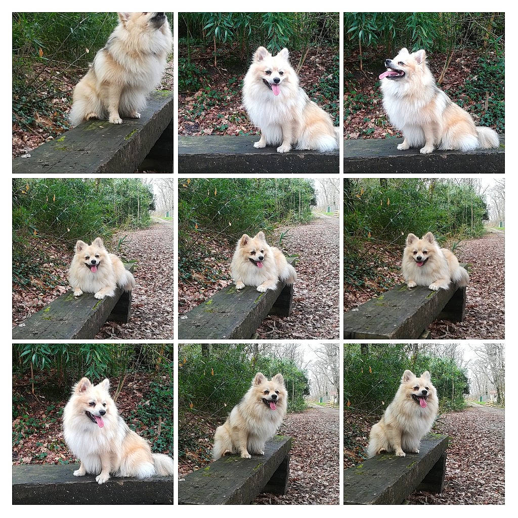 Link participe au concours pour gagner de l'argent avec cette photo : american_eskimo_dog, ancient_dog_breeds, canidae, carnivore, collage, companion_dog, dog, dog_breed, german_spitz, german_spitz_klein, german_spitz_mittel, japanese_spitz, mammal, norwegian_buhund, pomeranian, spitz, sporting_group, vertebrate, volpino_italiano, white_shepherd